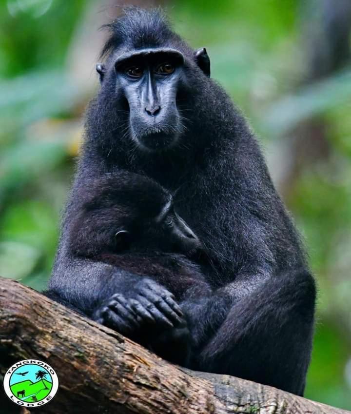 Tangkoko Lodge Bitung ภายนอก รูปภาพ