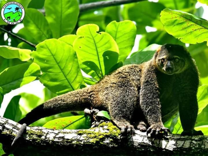 Tangkoko Lodge Bitung ภายนอก รูปภาพ