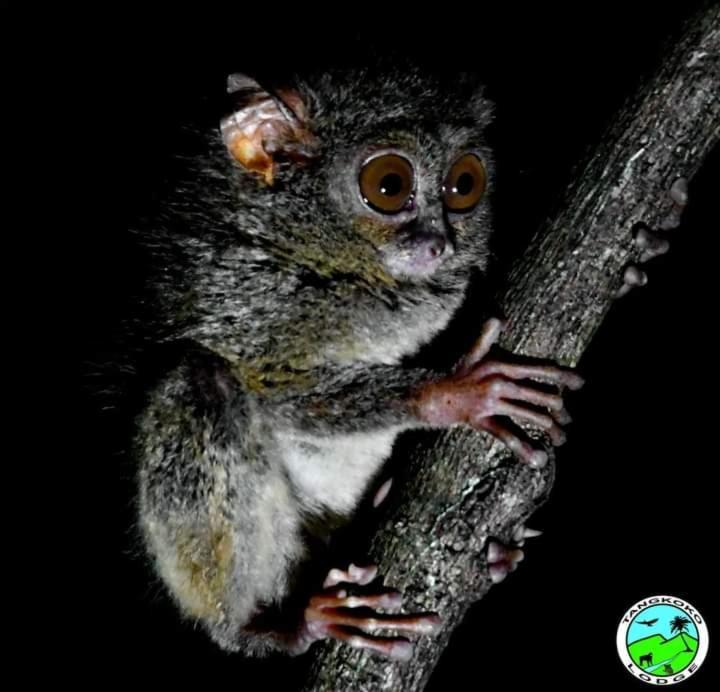 Tangkoko Lodge Bitung ภายนอก รูปภาพ